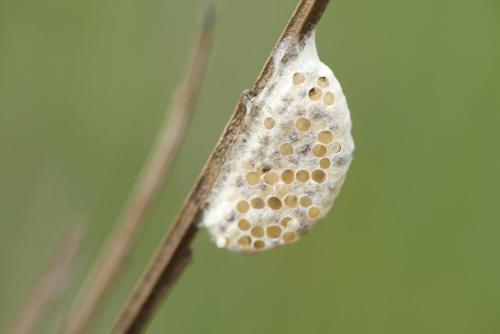 Réf. 182 201 : Microgastrinae inconnu